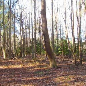 Photo of SOLD!!  38 Acres of Timber and Hunting Land For Sale in Accomack County VA!