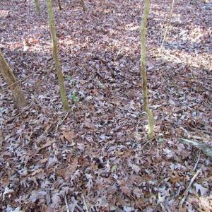 Photo of SOLD!!  38 Acres of Timber and Hunting Land For Sale in Accomack County VA!