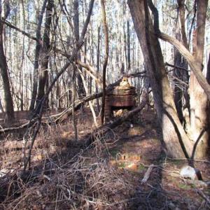 Photo of SOLD!!  38 Acres of Timber and Hunting Land For Sale in Accomack County VA!