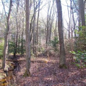 Photo of SOLD!!  38 Acres of Timber and Hunting Land For Sale in Accomack County VA!