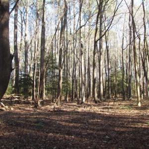 Photo of SOLD!!  38 Acres of Timber and Hunting Land For Sale in Accomack County VA!