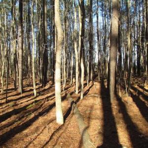 Photo of SOLD!!  38 Acres of Timber and Hunting Land For Sale in Accomack County VA!