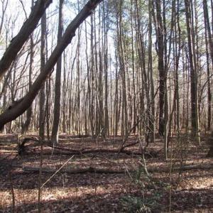 Photo of SOLD!!  38 Acres of Timber and Hunting Land For Sale in Accomack County VA!