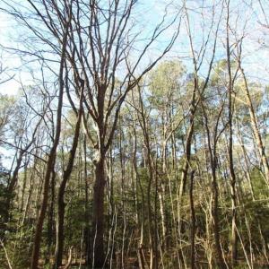 Photo of SOLD!!  38 Acres of Timber and Hunting Land For Sale in Accomack County VA!