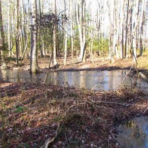 Photo of SOLD!!  38 Acres of Timber and Hunting Land For Sale in Accomack County VA!