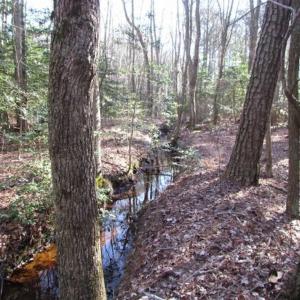 Photo of SOLD!!  38 Acres of Timber and Hunting Land For Sale in Accomack County VA!