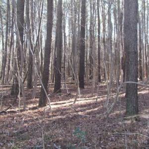 Photo of SOLD!!  38 Acres of Timber and Hunting Land For Sale in Accomack County VA!