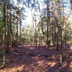 Photo of SOLD!!  38 Acres of Timber and Hunting Land For Sale in Accomack County VA!