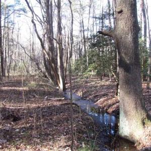 Photo of SOLD!!  38 Acres of Timber and Hunting Land For Sale in Accomack County VA!