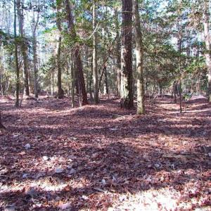 Photo of SOLD!!  38 Acres of Timber and Hunting Land For Sale in Accomack County VA!