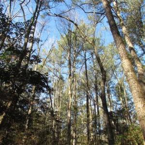 Photo of SOLD!!  38 Acres of Timber and Hunting Land For Sale in Accomack County VA!