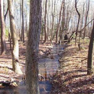 Photo of SOLD!!  38 Acres of Timber and Hunting Land For Sale in Accomack County VA!