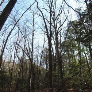 Photo of SOLD!!  38 Acres of Timber and Hunting Land For Sale in Accomack County VA!