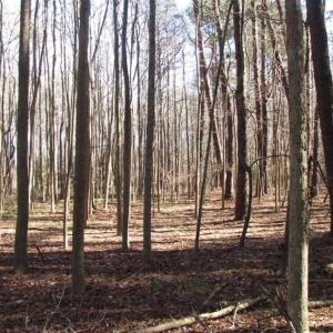 Photo of SOLD!!  38 Acres of Timber and Hunting Land For Sale in Accomack County VA!