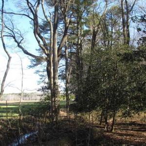 Photo of SOLD!!  38 Acres of Timber and Hunting Land For Sale in Accomack County VA!