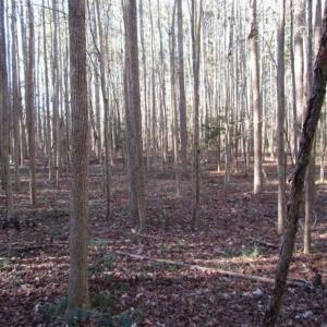 Photo of SOLD!!  38 Acres of Timber and Hunting Land For Sale in Accomack County VA!