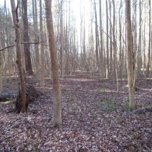 Photo of SOLD!!  38 Acres of Timber and Hunting Land For Sale in Accomack County VA!