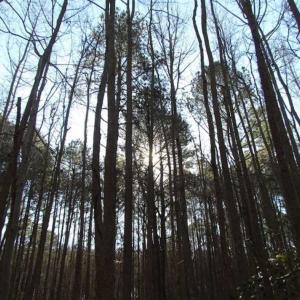 Photo of SOLD!!  38 Acres of Timber and Hunting Land For Sale in Accomack County VA!