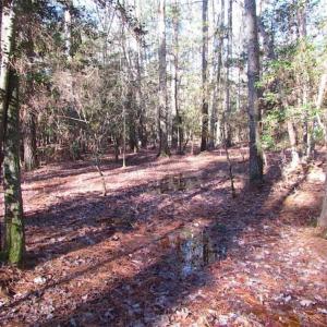 Photo of SOLD!!  38 Acres of Timber and Hunting Land For Sale in Accomack County VA!