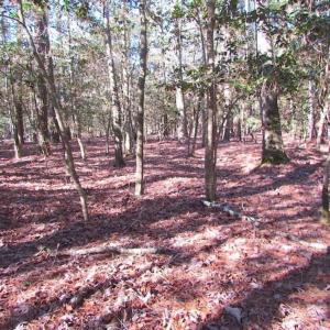 Photo of SOLD!!  38 Acres of Timber and Hunting Land For Sale in Accomack County VA!