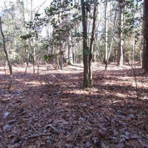 Photo of SOLD!!  38 Acres of Timber and Hunting Land For Sale in Accomack County VA!