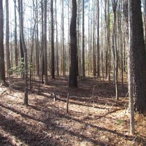 Photo of SOLD!!  38 Acres of Timber and Hunting Land For Sale in Accomack County VA!