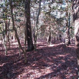 Photo of SOLD!!  38 Acres of Timber and Hunting Land For Sale in Accomack County VA!