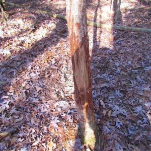 Photo of SOLD!!  38 Acres of Timber and Hunting Land For Sale in Accomack County VA!