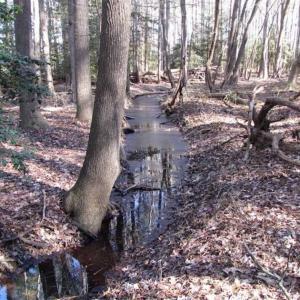Photo of SOLD!!  38 Acres of Timber and Hunting Land For Sale in Accomack County VA!