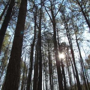 Photo of SOLD!!  38 Acres of Timber and Hunting Land For Sale in Accomack County VA!