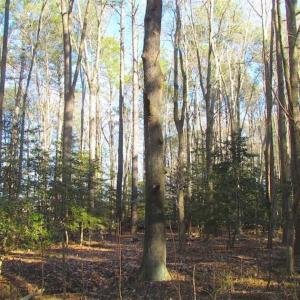Photo of SOLD!!  38 Acres of Timber and Hunting Land For Sale in Accomack County VA!