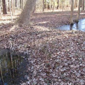 Photo of SOLD!!  38 Acres of Timber and Hunting Land For Sale in Accomack County VA!