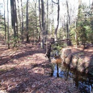 Photo of SOLD!!  38 Acres of Timber and Hunting Land For Sale in Accomack County VA!
