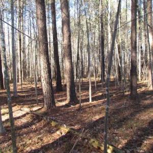 Photo of SOLD!!  38 Acres of Timber and Hunting Land For Sale in Accomack County VA!