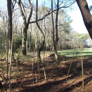 Photo of SOLD!!  38 Acres of Timber and Hunting Land For Sale in Accomack County VA!