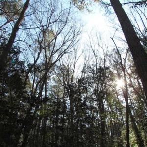 Photo of SOLD!!  38 Acres of Timber and Hunting Land For Sale in Accomack County VA!