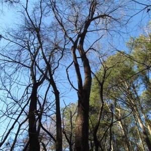 Photo of SOLD!!  38 Acres of Timber and Hunting Land For Sale in Accomack County VA!