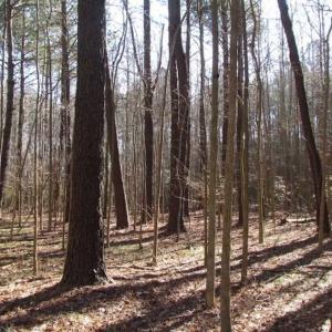 Photo of SOLD!!  38 Acres of Timber and Hunting Land For Sale in Accomack County VA!