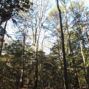 Photo of SOLD!!  38 Acres of Timber and Hunting Land For Sale in Accomack County VA!