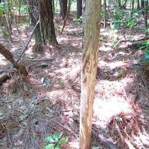 Photo of SOLD!!  16 Acres of Hunting Land For Sale in Southampton County VA!
