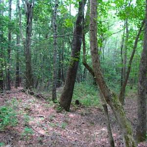 Photo of SOLD!!  16 Acres of Hunting Land For Sale in Southampton County VA!