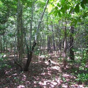 Photo of SOLD!!  16 Acres of Hunting Land For Sale in Southampton County VA!