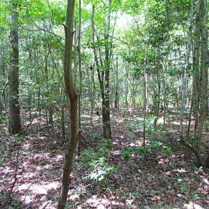 Photo of SOLD!!  16 Acres of Hunting Land For Sale in Southampton County VA!