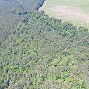 Photo of SOLD!!  16 Acres of Hunting Land For Sale in Southampton County VA!