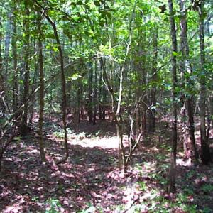 Photo of SOLD!!  16 Acres of Hunting Land For Sale in Southampton County VA!