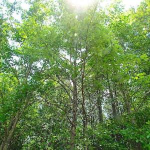Photo of SOLD!!  16 Acres of Hunting Land For Sale in Southampton County VA!