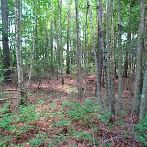 Photo of SOLD!!  16 Acres of Hunting Land For Sale in Southampton County VA!