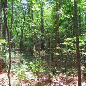 Photo of SOLD!!  16 Acres of Hunting Land For Sale in Southampton County VA!