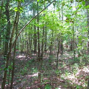 Photo of SOLD!!  16 Acres of Hunting Land For Sale in Southampton County VA!