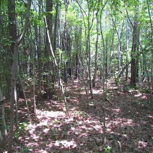 Photo of SOLD!!  16 Acres of Hunting Land For Sale in Southampton County VA!